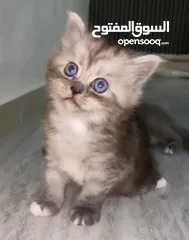  4 قطط  اعمارهم شهر ونص