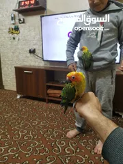  4 ذكر صن كنيور مفحوص أليف