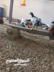  4 دجاج عرب وفيومي للبيع