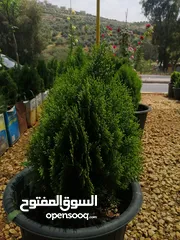  12 مشاتل المملكة الزراعية لتنسيق الحدائق