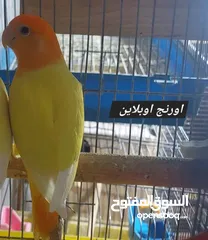  6 فراخ روز طفرات مميزة للزق اليدوي أقرا التفاصيل/ كوكتيل حب جرين شيك اليف جوز فحل طيرة فرخ هدد زق يدوي