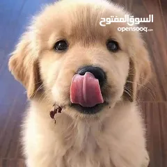  2 جولدن ريتريفر بريطاني آصلي  Golden retriever pure اعلى مستوى في الشرق الاوسط