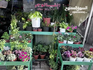  5 فروش خضار وفواكه للبيع