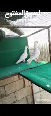  2 زواج حمام وطواير للبيع