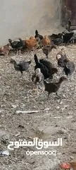  4 موجود صوص بلدي
