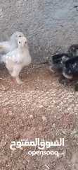  8 يووجد صيصان براهما بف جامبو  صيصان باكستاني من اهالي فخمات  صيصان حبش