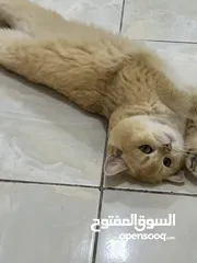  2 قطتان جميلتان تبحثان عن بيت دافئ  Two lovely cats looking for a loving home