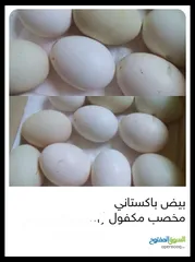  1 بيض باكستاني