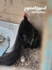  10 جاج محلق جامبو اسود سك فرختين وديك..        .......