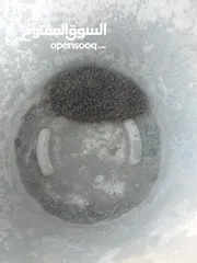  3 قنفذ حي للبيع