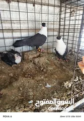  3 حمام نخب الماني جواز وفردات