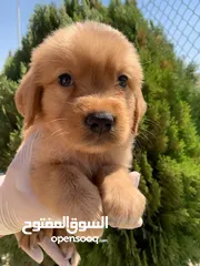  5 جولدن جراء ذكور واناث