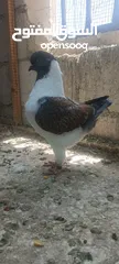  2 فراخ كنق .