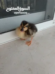  3 بطة صغيره مدجنه للبيع مثاليه للتربية و الهواية صحتها ممتازه و نظامها الغذائي الصحي و متوازن متو