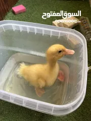  2 بطه اليفه تربايه بيت
