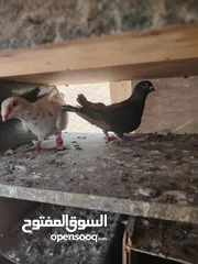  9 حمام صلاة نبي. ماشاء الله شغال