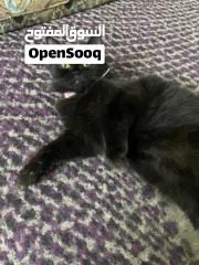  5 القطه : للتبني / free  عمر 9 شهور جنس/ انثى
