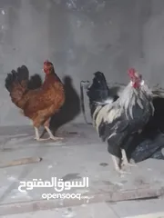  1 ديج اوجاجه