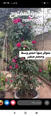  8 اشجار للبيع