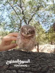 5 حاجات حلوه