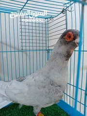  1 متاح فحل قرقاطي وطيره مصريه حمره شغالات