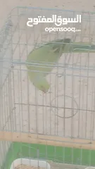  11 ببغاء دره هندي