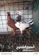  18 حمام الماني نخب جواز وفردات