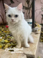  4 قطة للبيع رام الله