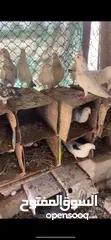  3 حمام للبيع