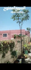  2 شجرتين شماسي طول 3 متر الثنتين 20 دينار