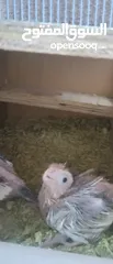  7 pied tamed pair with 2 chick