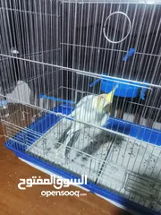  4 طائر كوكتيل للبيع بسعر مغري ... معه كامل اغراضو من قفص واكل