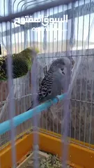  6 ذكور حب للبيع