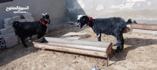  1 4معزا كفالة حليب 3خمسيات وحده جميع