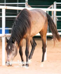  6 Very beautiful stallion  playfull and friendly .