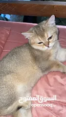  1 قطط سكوتش فولد 3 اناث وذكرين
