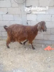  3 عنز قاصه درار