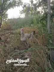  4 ديك و جاجة شغالات