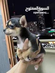 19 Chihuahua puppies