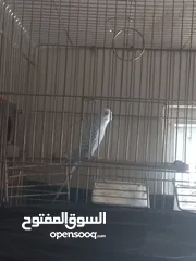  3 جواز نخب نضافه ريش شغلات بسعر مناسب في جوز تحتي فرخين