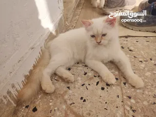  3 قطط ماشاءالله افاري بي الي عندك