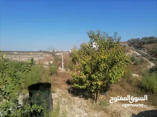 5 قطعة ارض للبيع 5,300  فيها 80 زيتون وفيها 80شجر مشكل مثل لوز كرز خوخو وفيها 30 دوالي العمر 3سنين