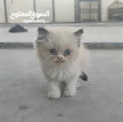  1 ذكر راغدول عمر شهرين للبيع