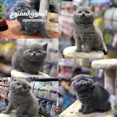  1 سكوتش فولد بيور و ستريت