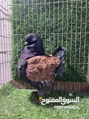  2 فراخ و جوز مخاليف وفحل كنج المانيات البزره الاصليه