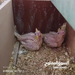  2 طيور كوكتيل فراخ للزق اليدوي