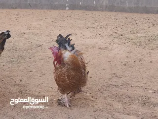  5 دجاج للبيع