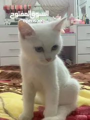  1 قطة بسة شانشيلا للبيع إقرا الوصف سعر نار