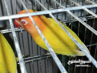  13 طيرة انجليزي رمادية ومخاليف فيش. وفراخ روز للزق اليدوي. الرجاء قراءة الوصف