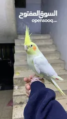  11 كوكتيل لاتينو مع قفصه للبيع